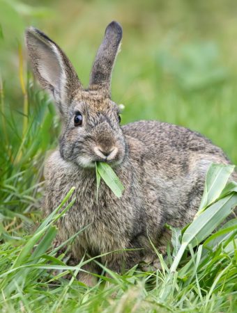 Understanding Low-Cost Ways to Protect Fall Seedlings From Wildlife
