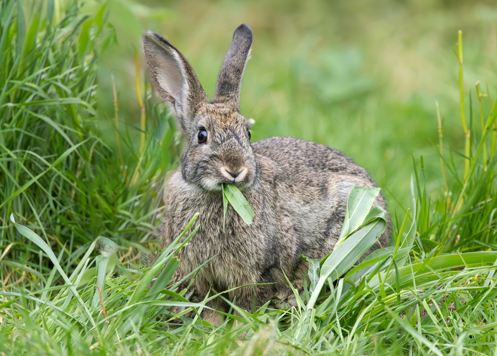 Understanding Low-Cost Ways to Protect Fall Seedlings From Wildlife