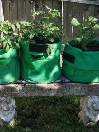 What Can You Do With Empty Grow Bags After Summer Crops Finish?