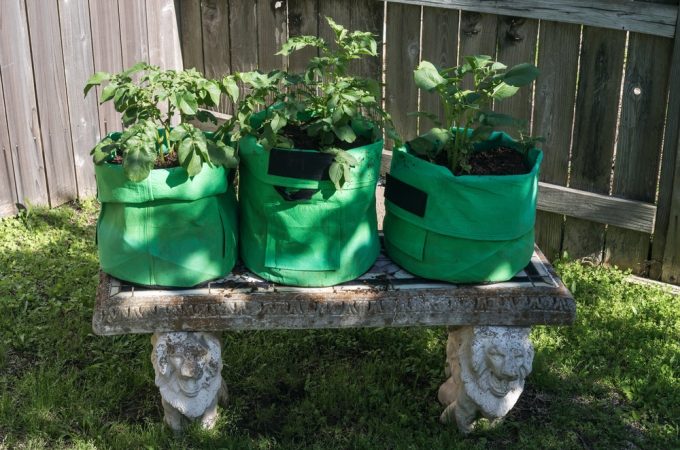 What Can You Do With Empty Grow Bags After Summer Crops Finish?