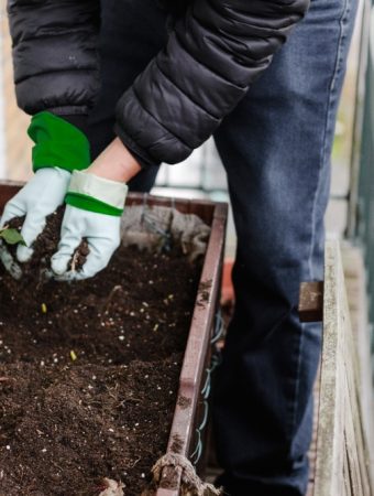 Is It Time to Stop Encouraging New Growth on Perennials?