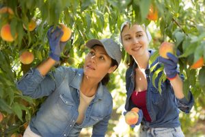 What Should You Do When Peaches Ripen All at Once?