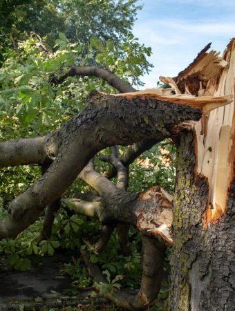 5 Ways to Turn Storm Debris Into Useful Garden Material