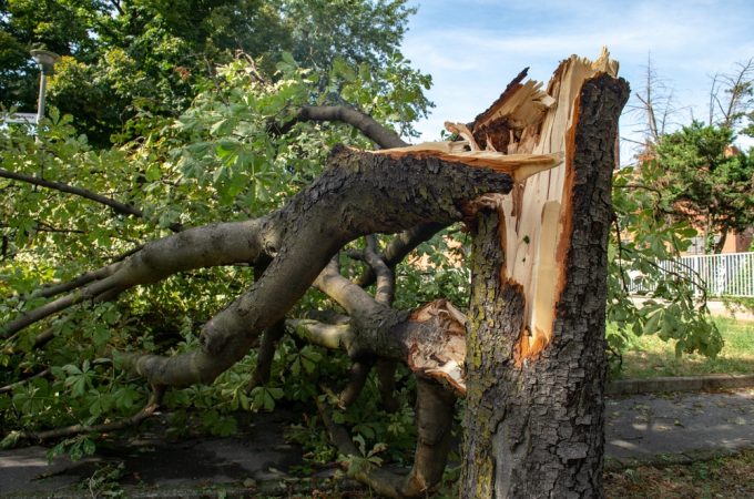 5 Ways to Turn Storm Debris Into Useful Garden Material