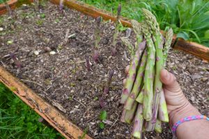 5 Ways to Turn an Unused Corner Into a Perennial Food Patch