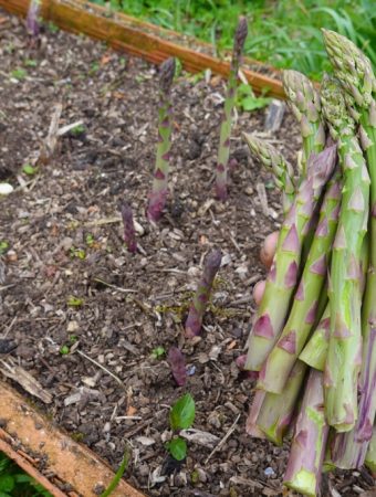5 Ways to Turn an Unused Corner Into a Perennial Food Patch