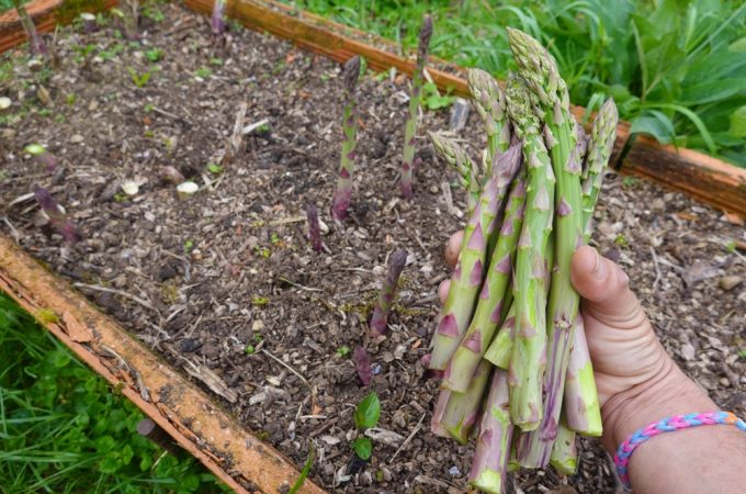 5 Ways to Turn an Unused Corner Into a Perennial Food Patch