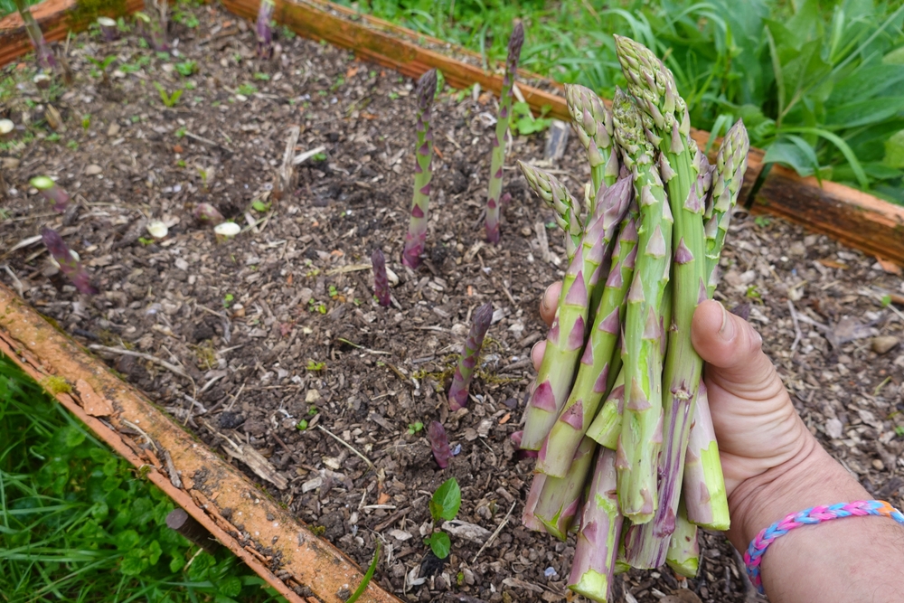 5 Ways to Turn an Unused Corner Into a Perennial Food Patch