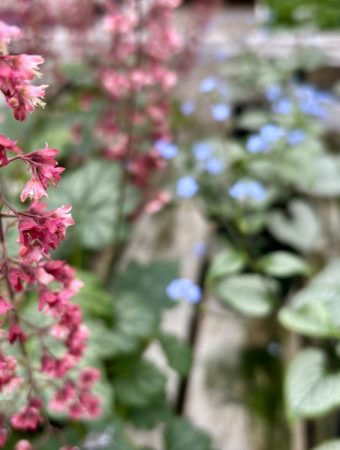 5 Plants That Can Fill Gaps Left by Tired Annuals