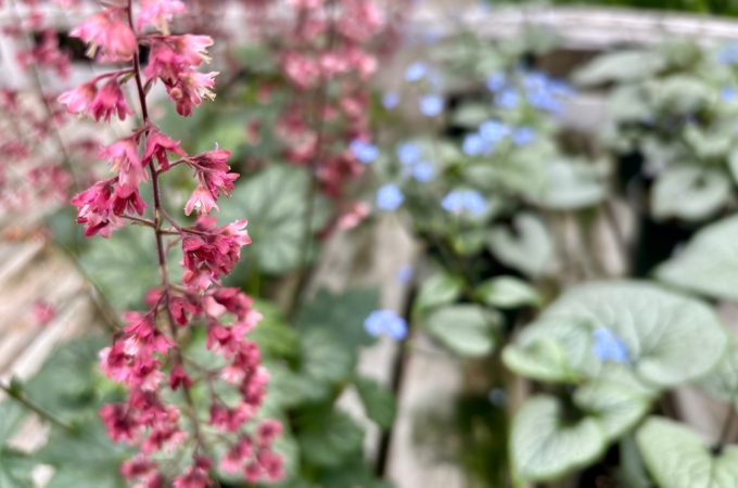 5 Plants That Can Fill Gaps Left by Tired Annuals