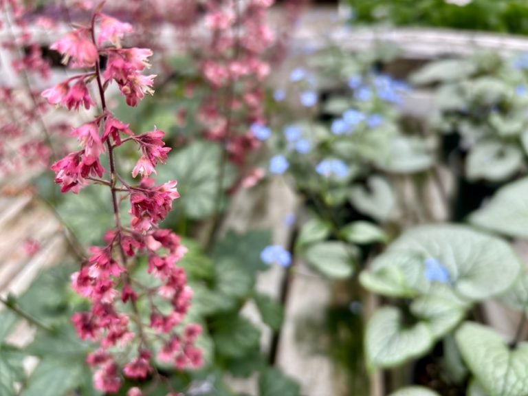 5 Plants That Can Fill Gaps Left by Tired Annuals