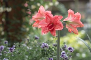 Is It Too Early to Prepare Amaryllis for Winter Bloom?