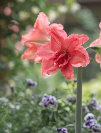 Is It Too Early to Prepare Amaryllis for Winter Bloom?