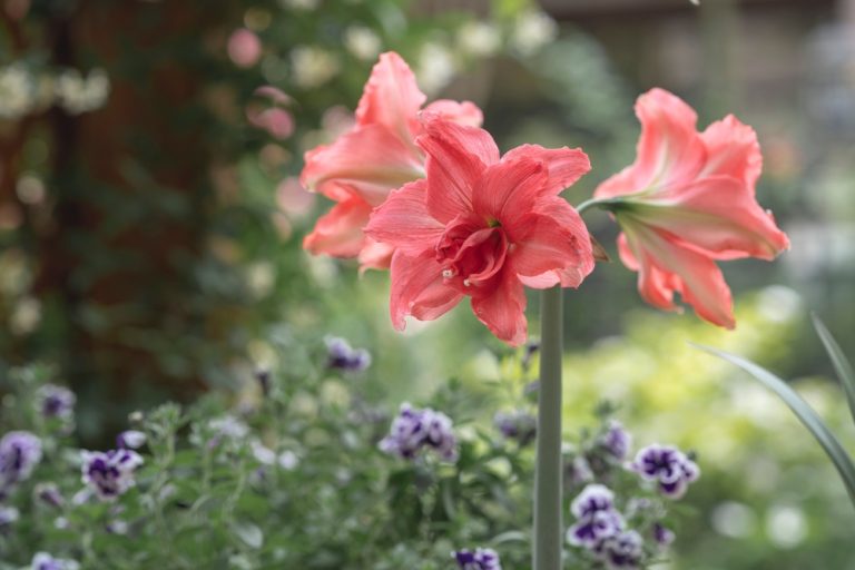 Is It Too Early to Prepare Amaryllis for Winter Bloom?