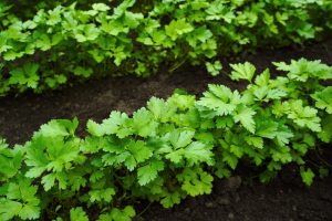 7 Herbs That Keep Producing After Summer Vegetables Slow Down
