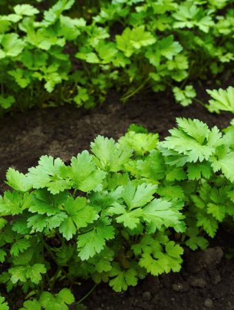 7 Herbs That Keep Producing After Summer Vegetables Slow Down