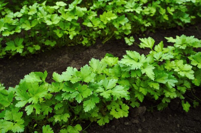 7 Herbs That Keep Producing After Summer Vegetables Slow Down