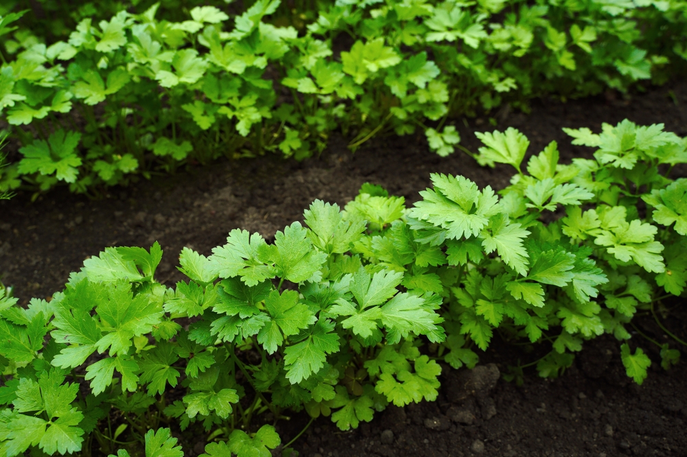 7 Herbs That Keep Producing After Summer Vegetables Slow Down