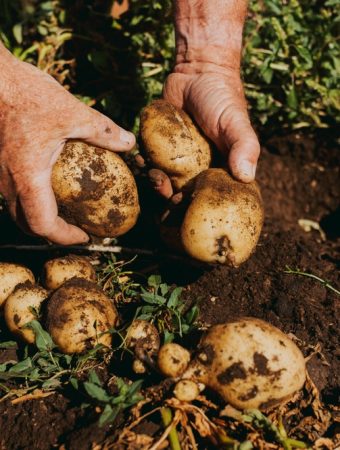 What Causes Hollow Spots Inside Otherwise Healthy Potatoes?