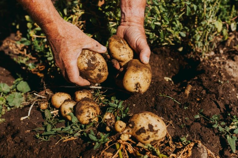 What Causes Hollow Spots Inside Otherwise Healthy Potatoes?