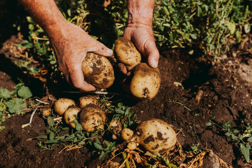 What Causes Hollow Spots Inside Otherwise Healthy Potatoes?