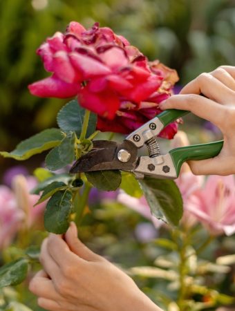 A Practical Guide to August Pruning Mistakes That May Cost You Next Year's Flowers