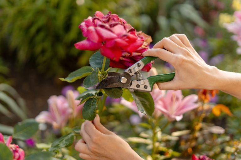 A Practical Guide to August Pruning Mistakes That May Cost You Next Year's Flowers