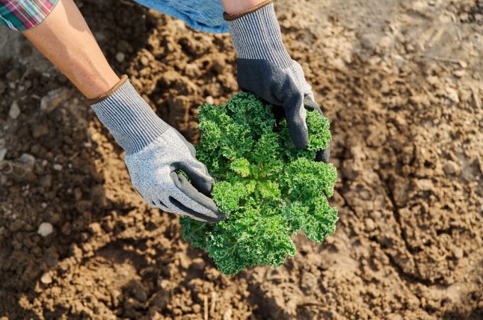 8 Crops That Can Be Harvested Well Into Chilly Weather