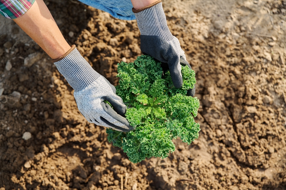 8 Crops That Can Be Harvested Well Into Chilly Weather