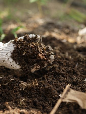 Should You Add Compost Before Planting Spring Bulbs?