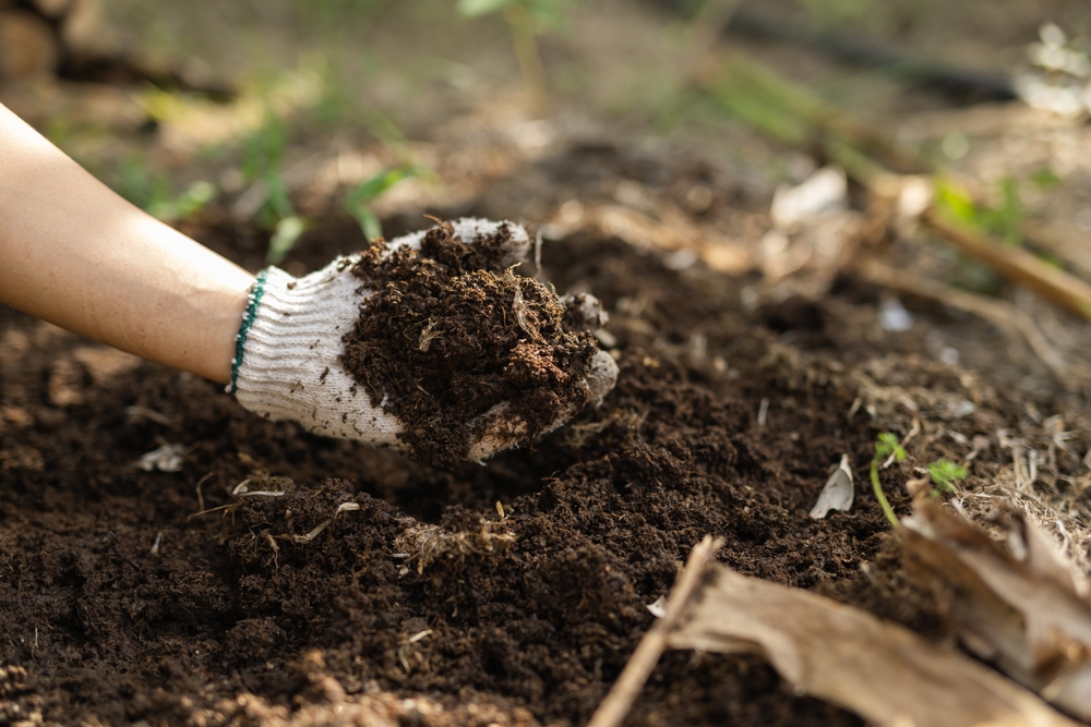 Should You Add Compost Before Planting Spring Bulbs?