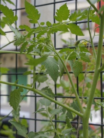 5 Low-Cost Ways to Add Vertical Interest After Vines Fade