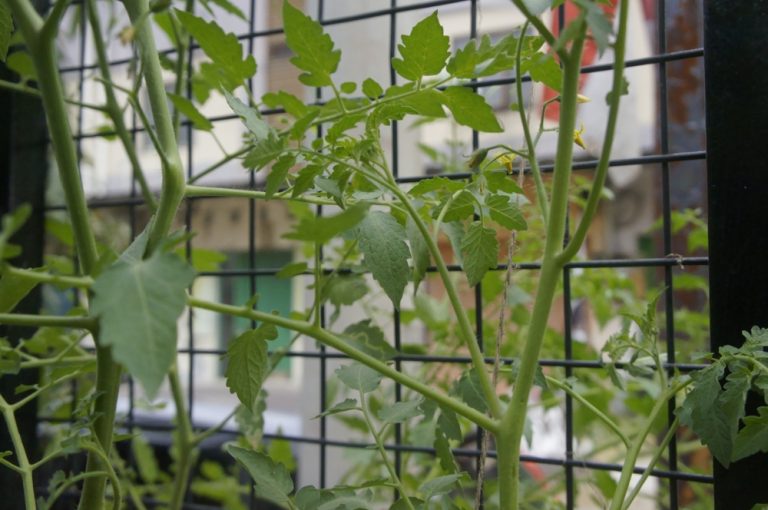 5 Low-Cost Ways to Add Vertical Interest After Vines Fade