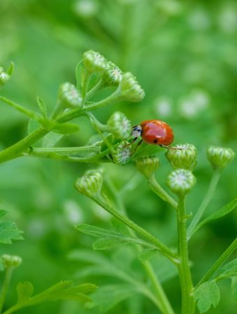 Can Companion Planting Reduce Pest Damage Without Extra Spending?
