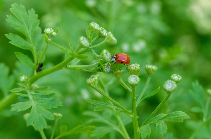 Can Companion Planting Reduce Pest Damage Without Extra Spending?