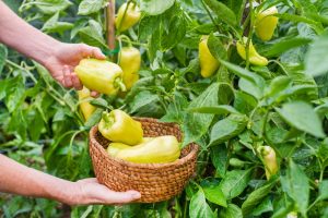 Don’t Rip Out Your Summer Garden Yet: 8 Plants That May Keep Producing Into Fall