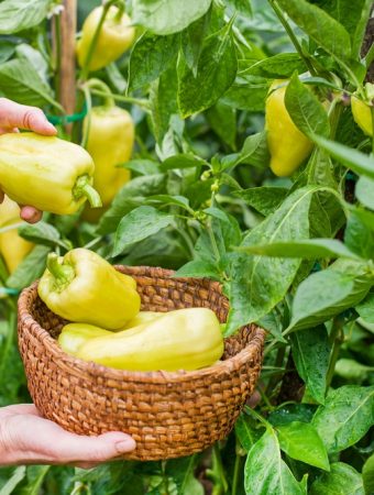 Don’t Rip Out Your Summer Garden Yet: 8 Plants That May Keep Producing Into Fall
