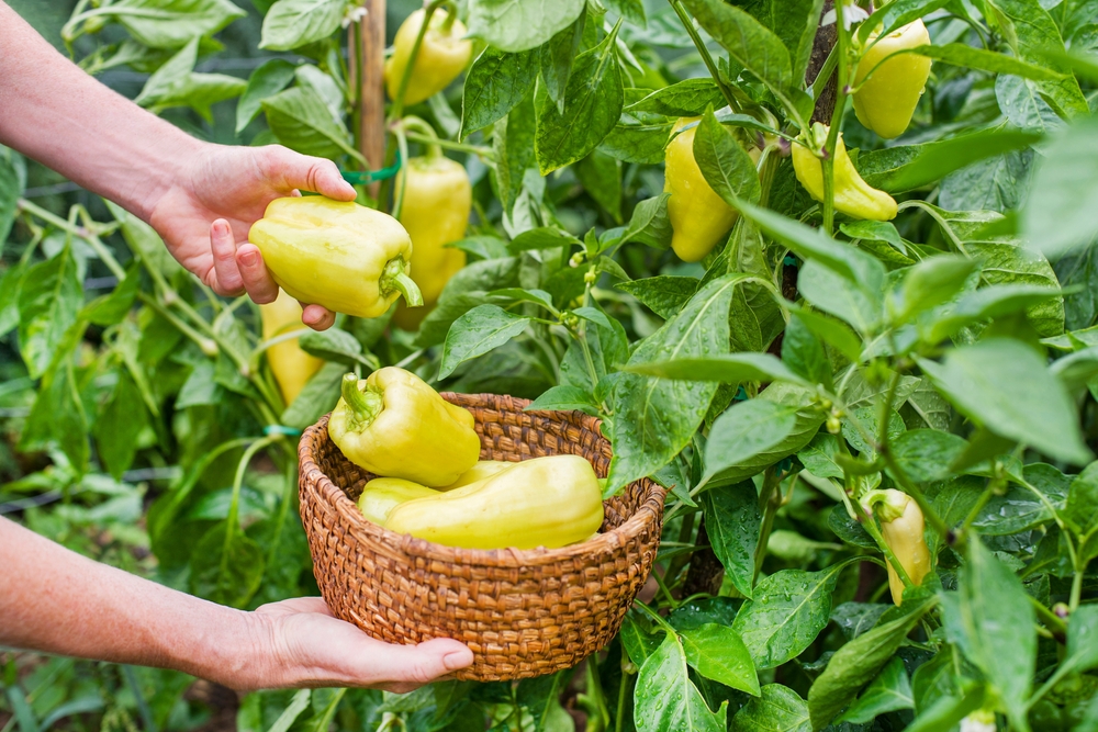 Don’t Rip Out Your Summer Garden Yet: 8 Plants That May Keep Producing Into Fall