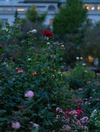 Are Night-Blooming Flowers Worth Adding to a Small Yard?