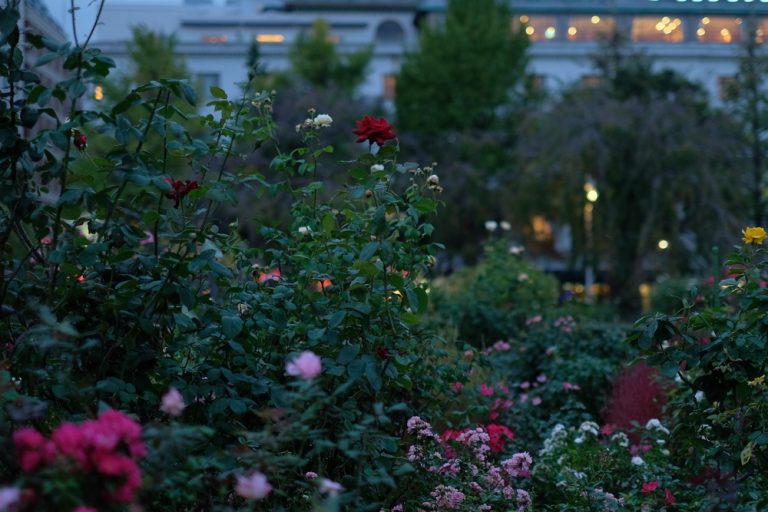 Are Night-Blooming Flowers Worth Adding to a Small Yard?