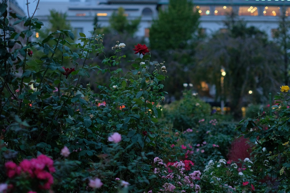 Are Night-Blooming Flowers Worth Adding to a Small Yard?