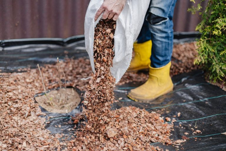 Where Can Gardeners Find Free Mulch in Late Summer?