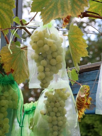 7 Low-Cost Ways to Protect Grapes as They Begin to Sweeten