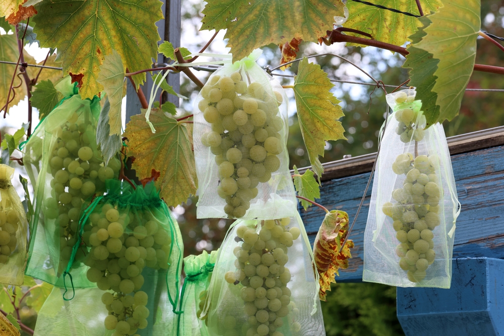 7 Low-Cost Ways to Protect Grapes as They Begin to Sweeten