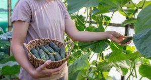 Can You Train Cucumbers Across a Fence Late in the Season?