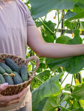 Can You Train Cucumbers Across a Fence Late in the Season?