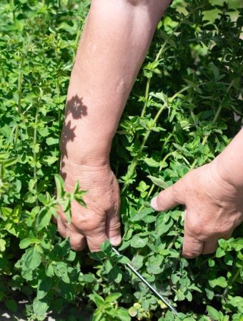 7 Garden Plants You Should Stop Spending Money On Every Year