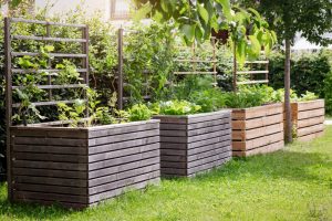 His HOA Approved His Front-Yard Food Forest — Then a New Board Fined Him $750