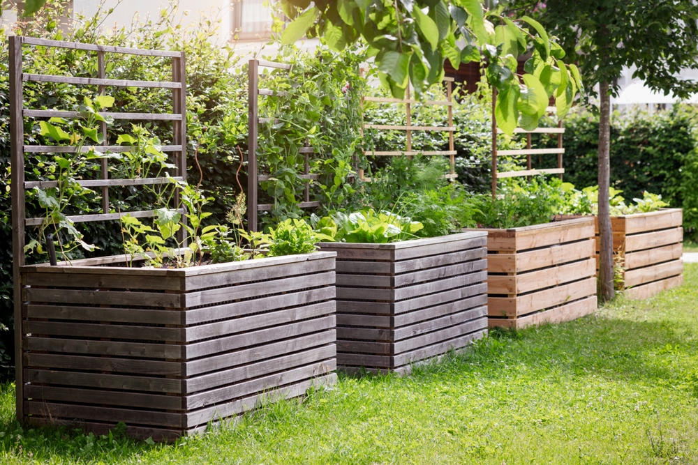 His HOA Approved His Front-Yard Food Forest — Then a New Board Fined Him $750