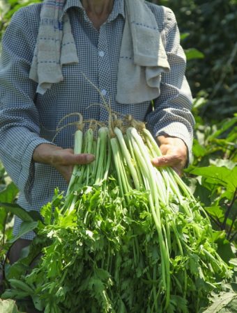 What Is Making Your Celery Taste Strong and Stringy?